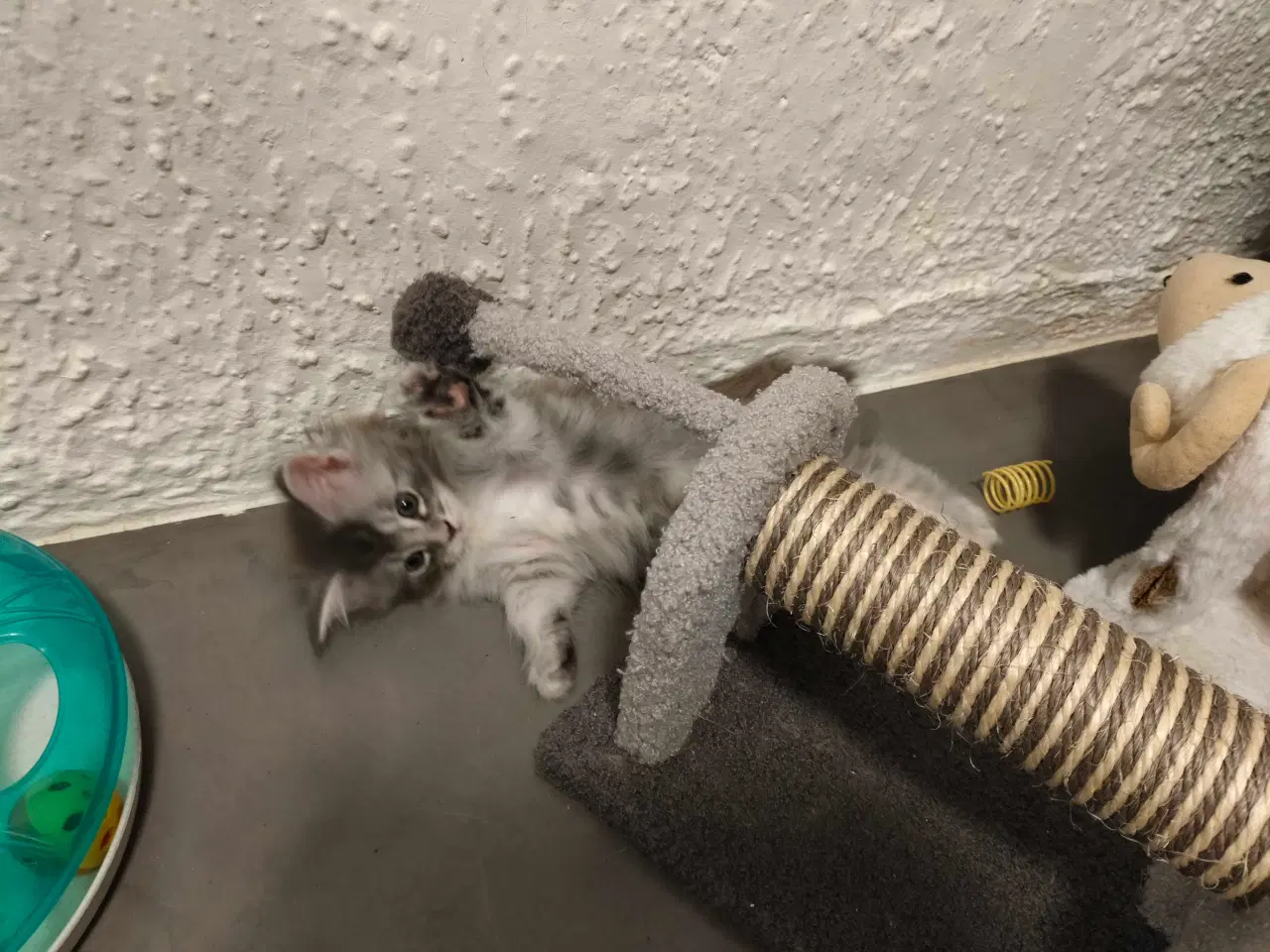 Billede 3 - Maine coon killing