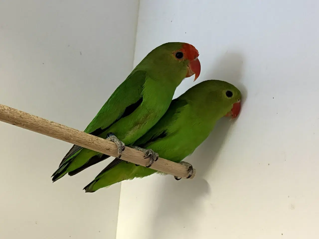 Billede 1 - Taranta Dværgpapegøje