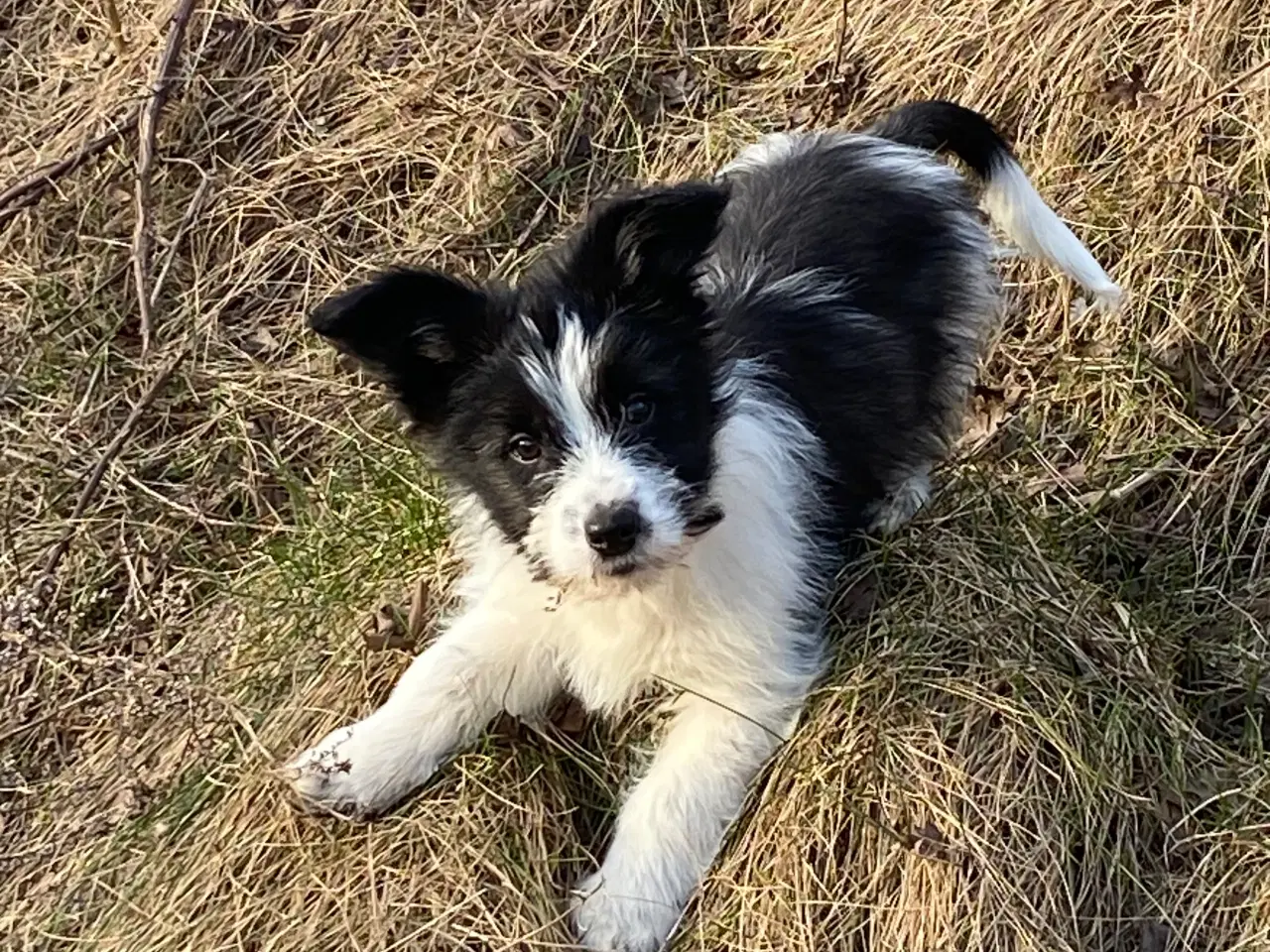 Billede 7 - Border collie / Coton de Tulear Så er vi Klar