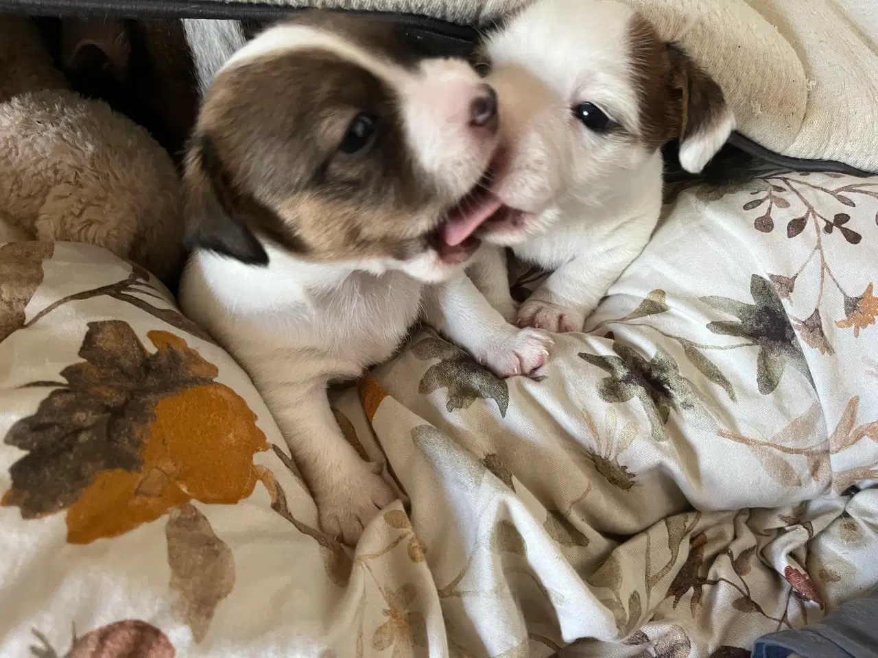 Billede 3 - Jack russel hvalp