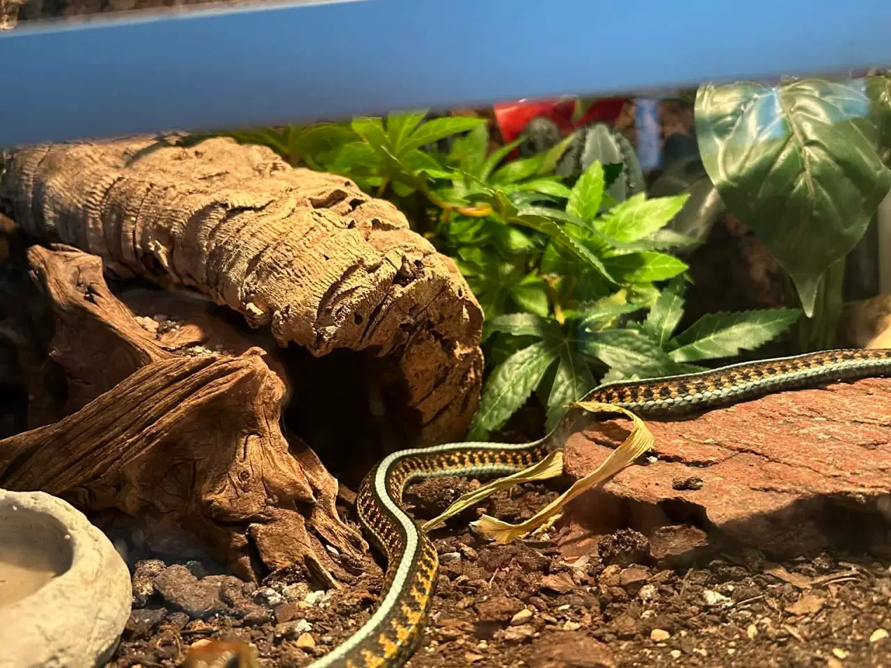 Billede 3 - Smuk strømpebåndssnog incl terrarie