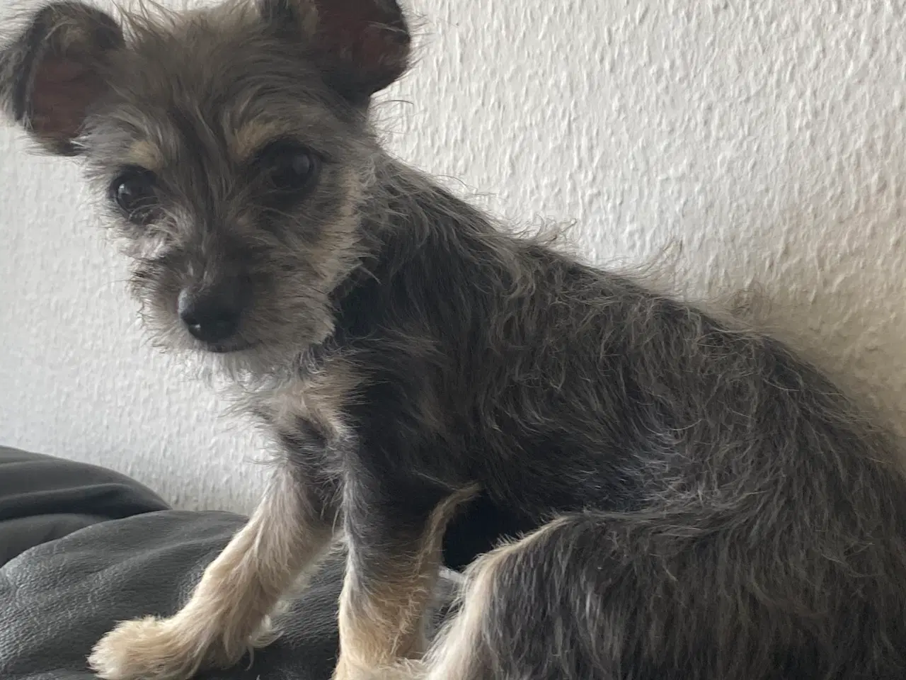 Billede 7 - Dejlig hundehvalp sælges 