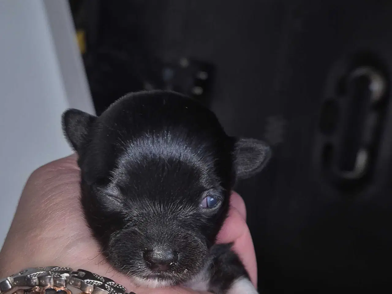 Billede 4 - Små chihuahua