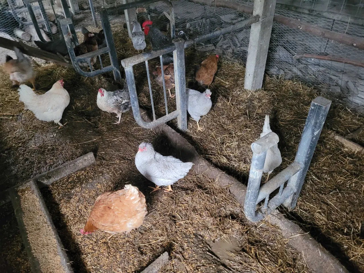Billede 9 - 13 høns i fuld æglægning plus 8 høne kyllinger