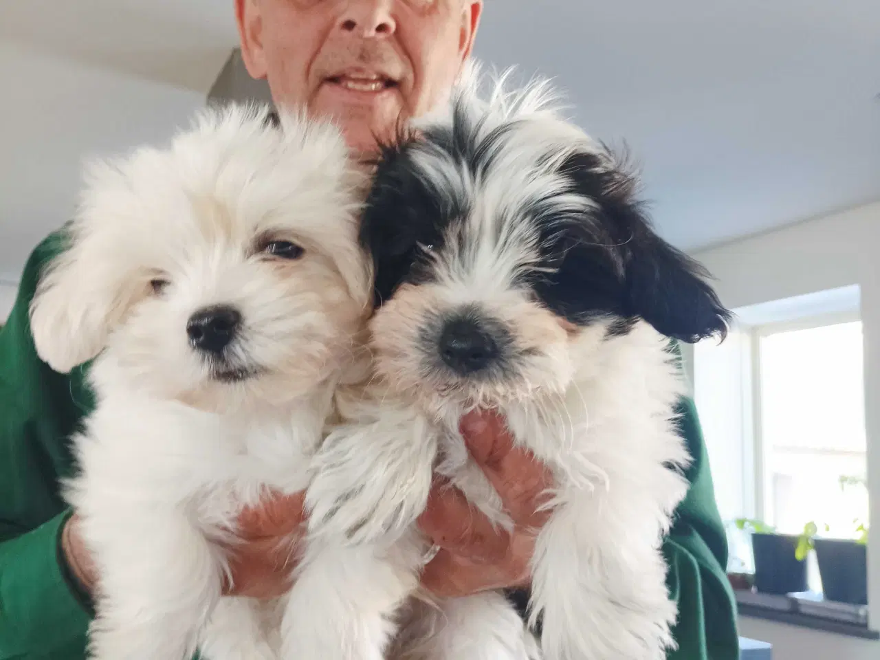 Billede 2 - De skønneste totter søger hjem 