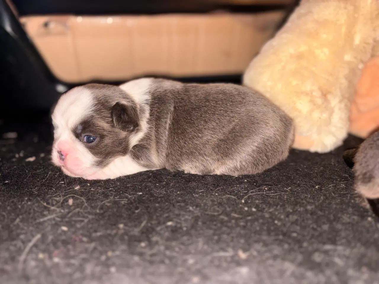 Billede 2 - Nala og Ronja søger et nyt hjem. 