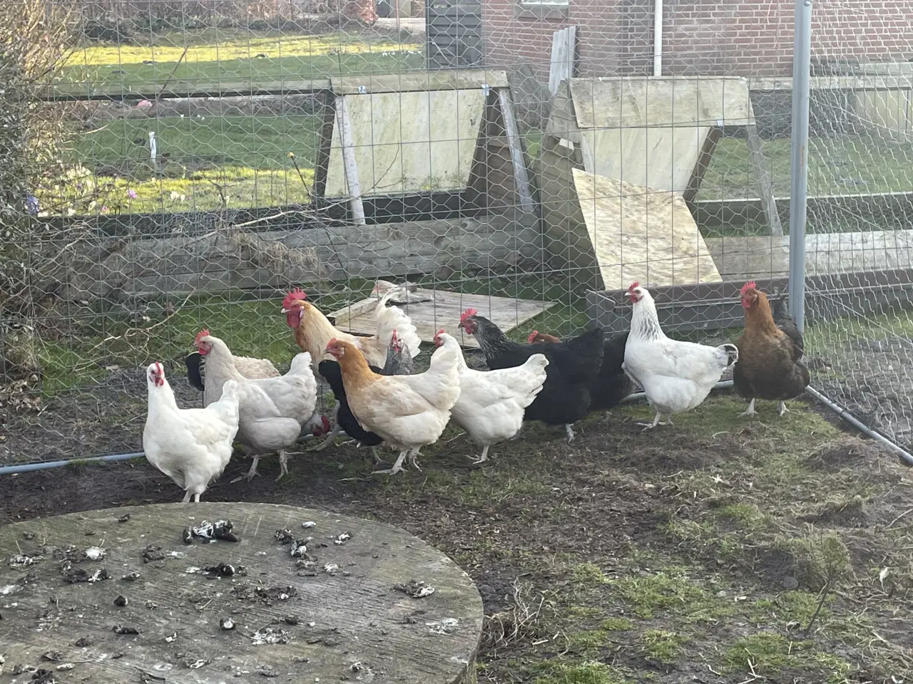 Billede 4 - Store og tunge krydsnings høns