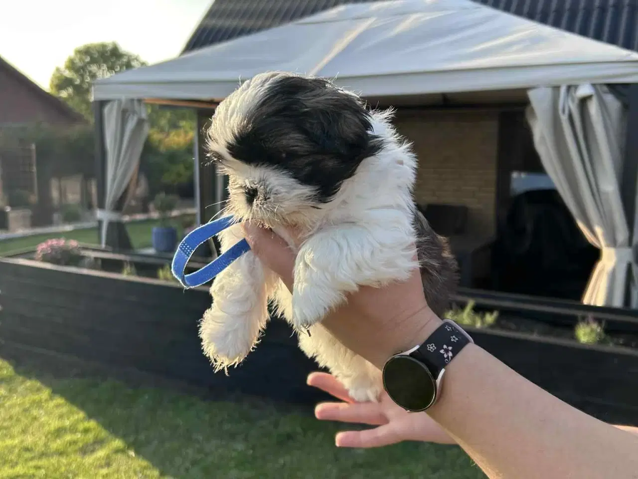 Billede 3 - Shih tzu hvalpe 