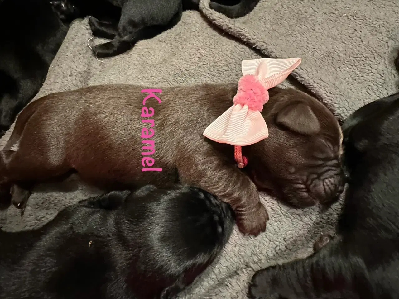 Billede 20 - Lækre Labrador Hvalpe Basser😍 til salg 