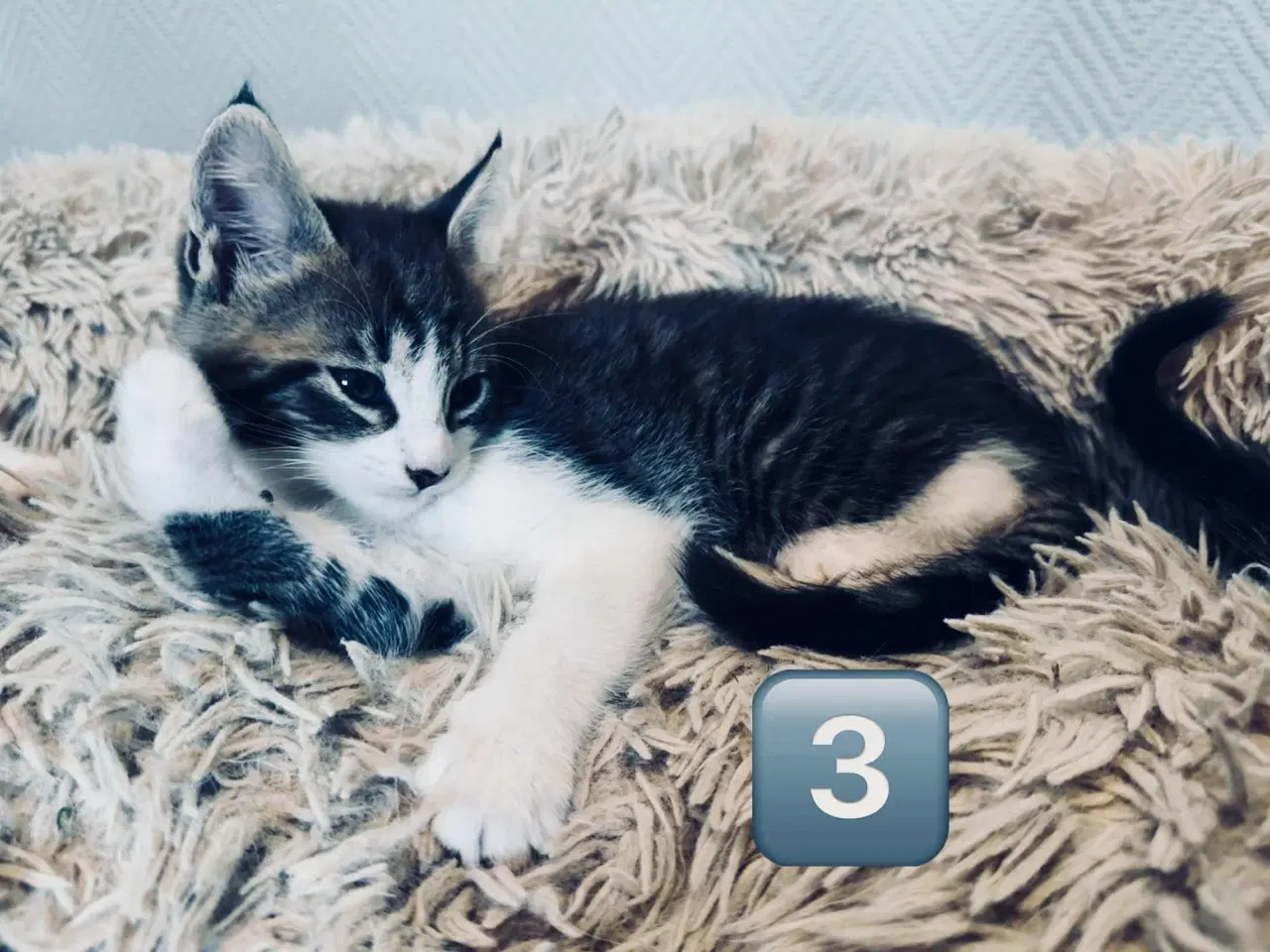 Billede 6 - Maine coon  