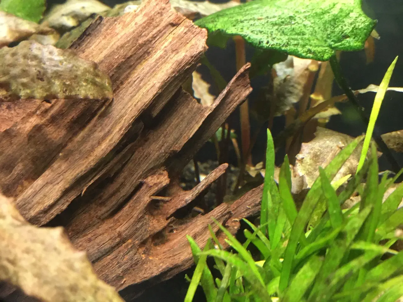 Billede 11 - Sommerfugle cichlide