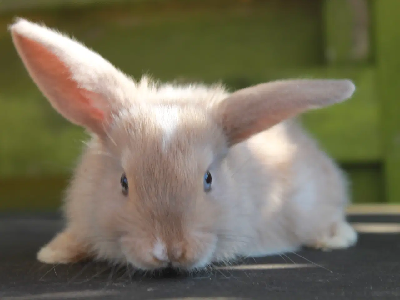 Billede 1 - Dværgvædder/Mini lop han og hun