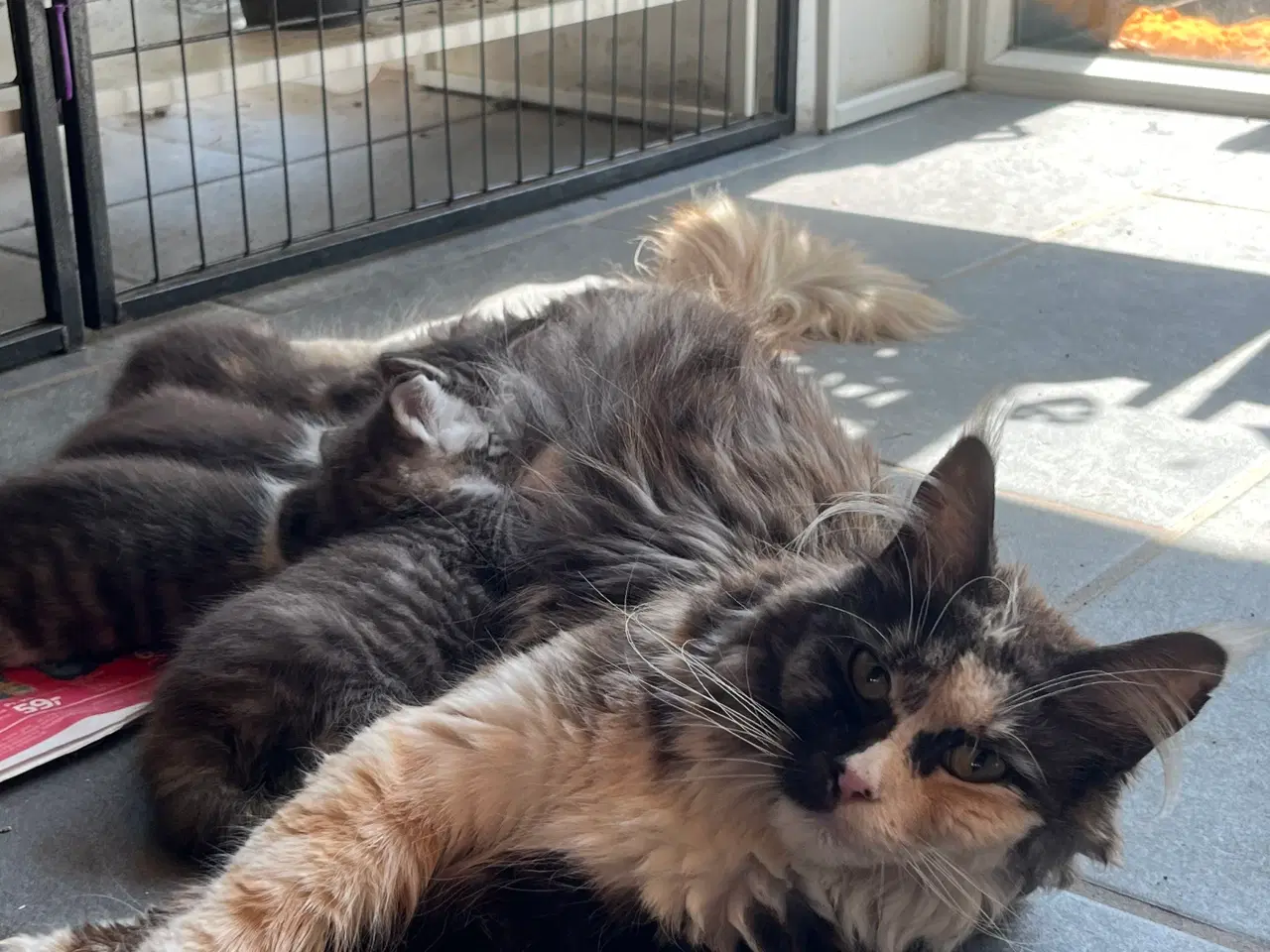 Billede 13 - Langhåret hun Maine Coon-blanding