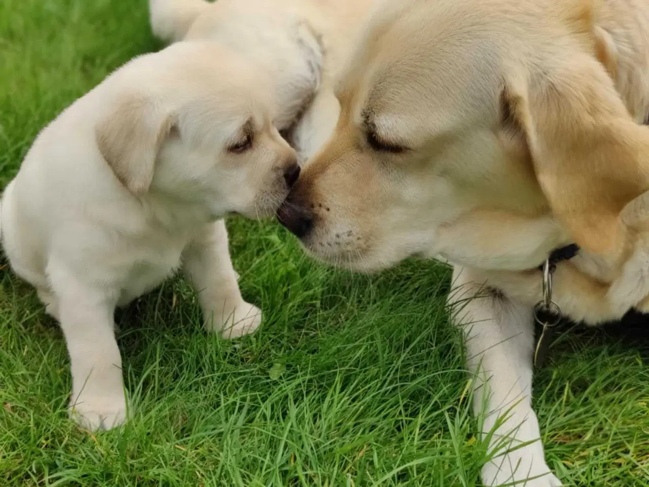 Billede 2 - Labrador hvalp Formel 1