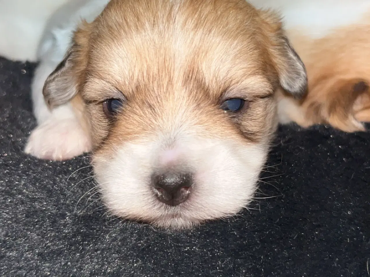 Billede 1 - Coton de tulear med basis plus stamtavle