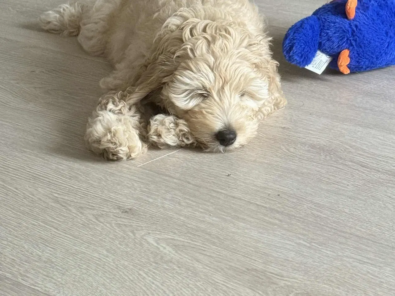 Billede 4 - Labradoodle F1bb MINI 