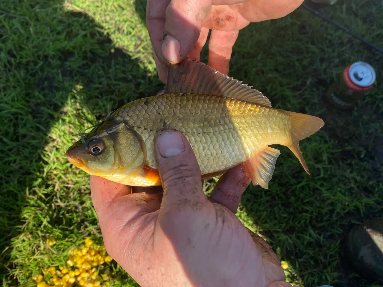 Billede 4 - Guldfisk i alle farver og størrelser 