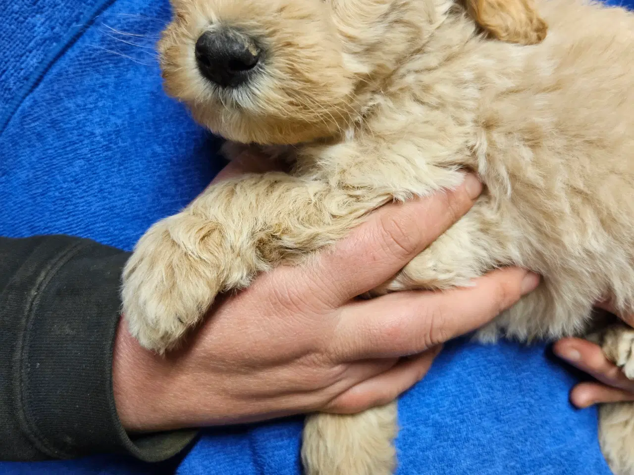 Billede 3 - Labradoodle hvalpe