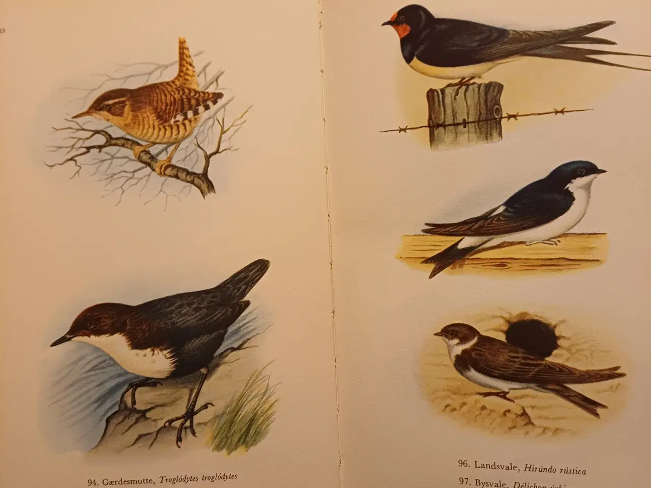 Billede 5 - Opslagsbøger om fugle, fisk, husdyr og havets dyr 