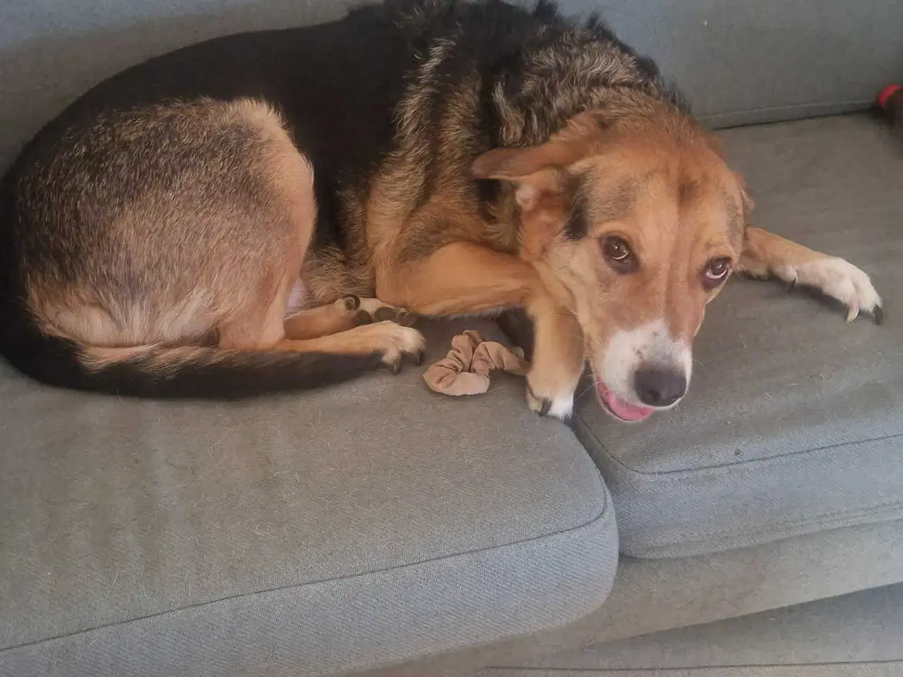 Billede 7 - Søger kærligt blivende hjem