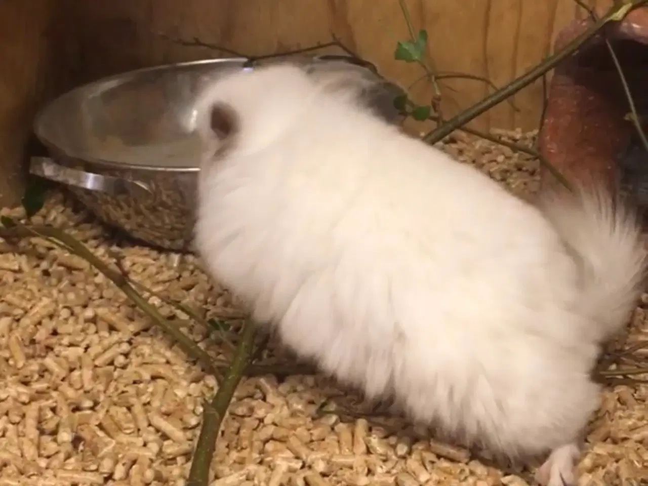 Billede 7 - Rpa og Rpac ( Angora) chinchillaer søger nyt hjem 
