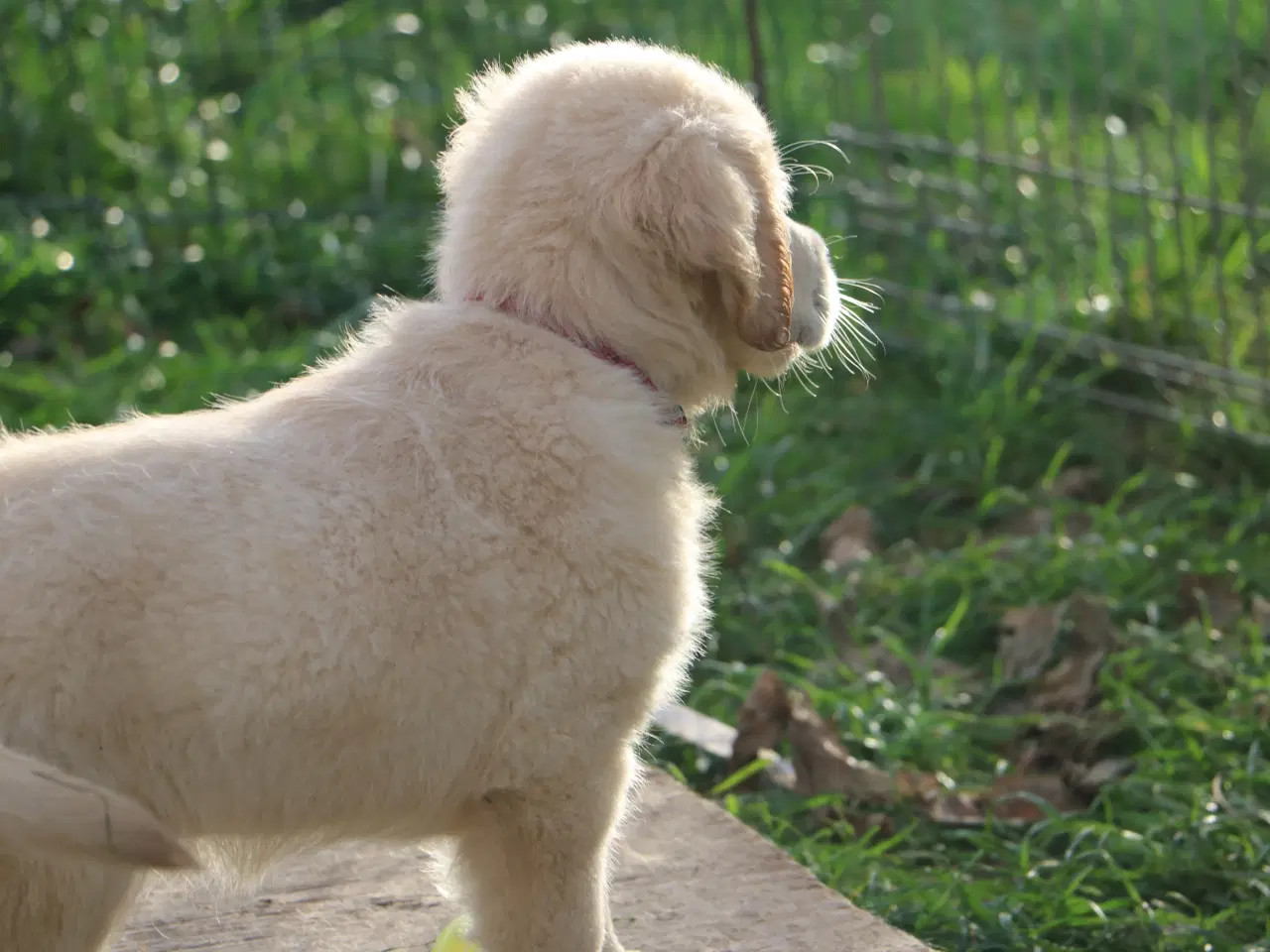 Billede 9 - Verdens smukkeste Golden Retriever er nu til salg!