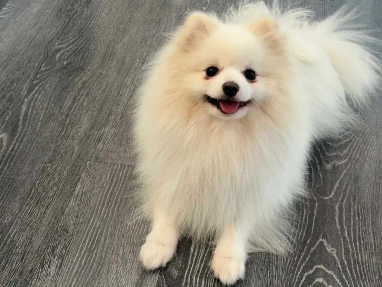 Billede 1 - Fire smukke pomeranian hvalpe 🐾