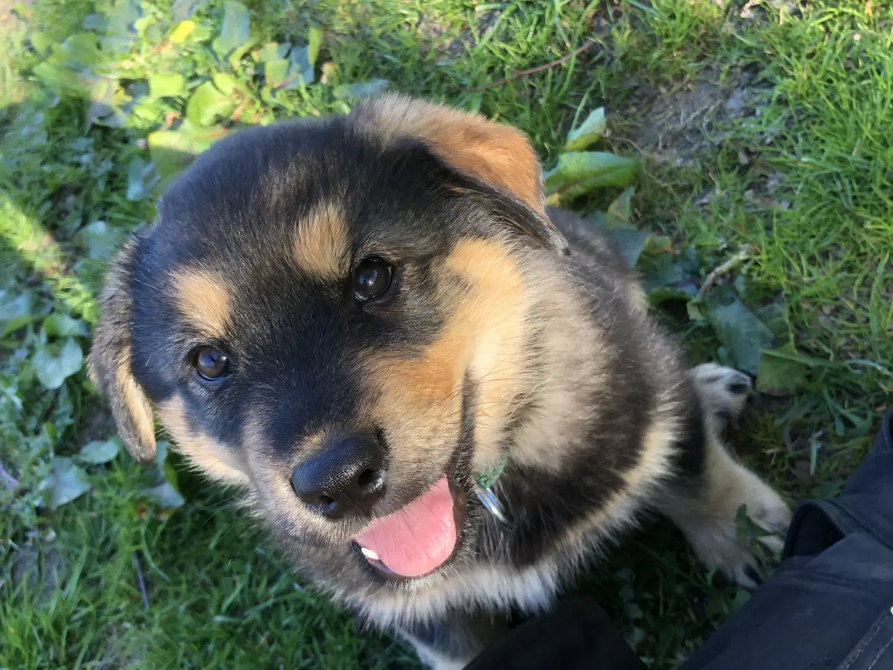 Billede 7 - De smukkeste rottweiler/alaskan malamut hvalpe 