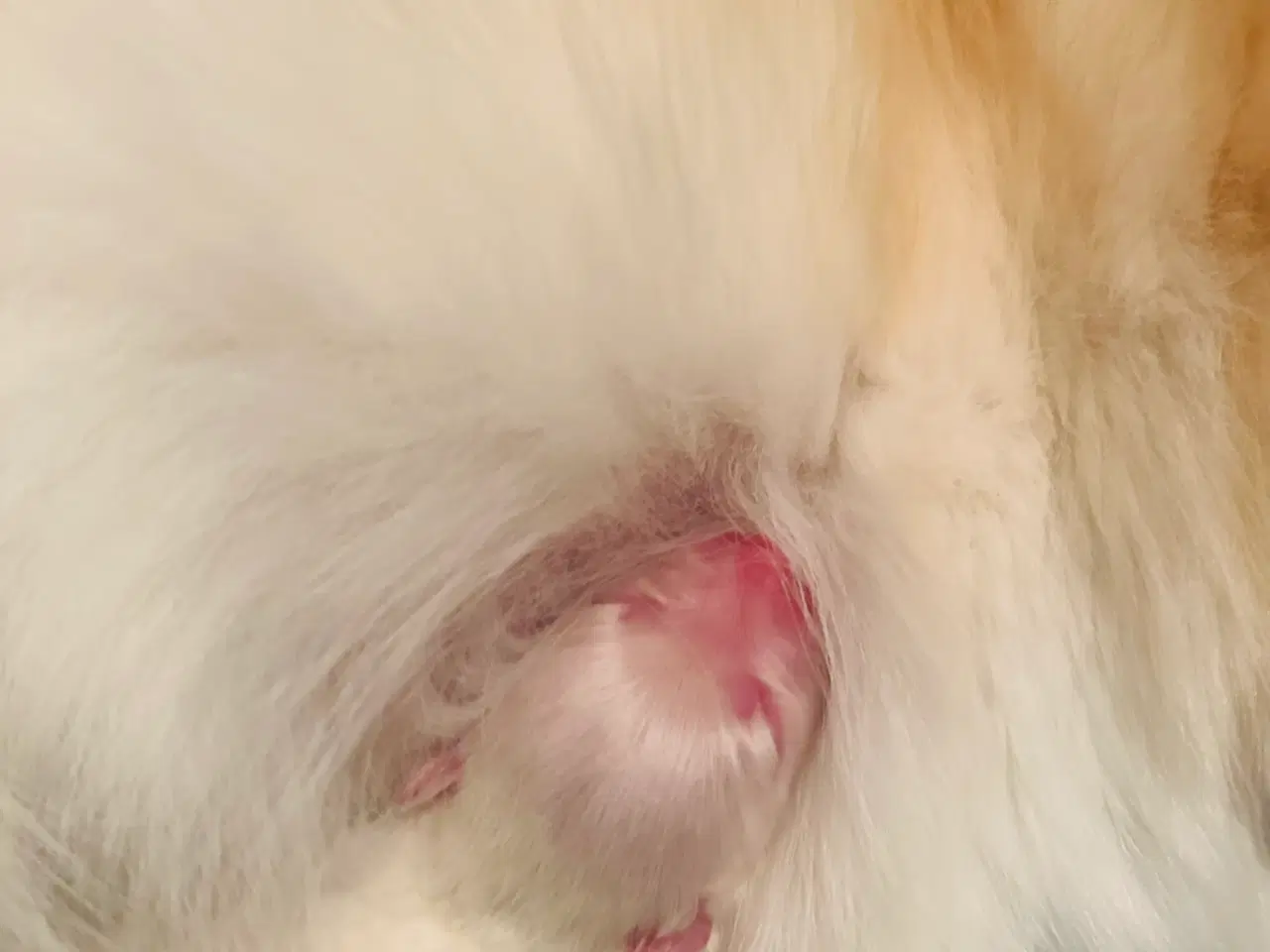 Billede 13 - Pomeranian 