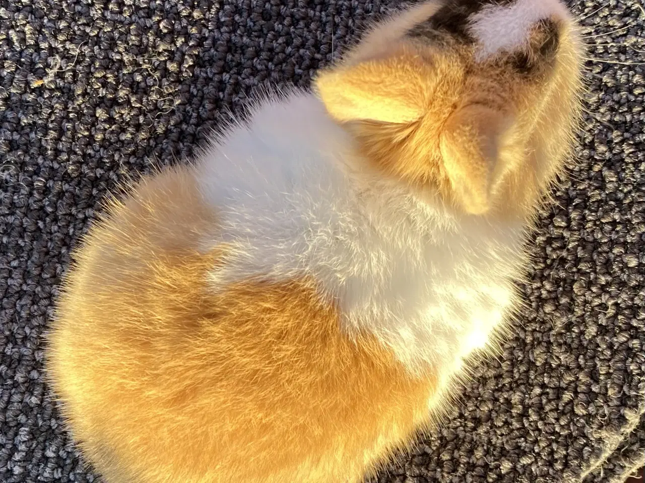 Billede 8 - HOLLÆNDER HAN JAPANER SORT/GUL