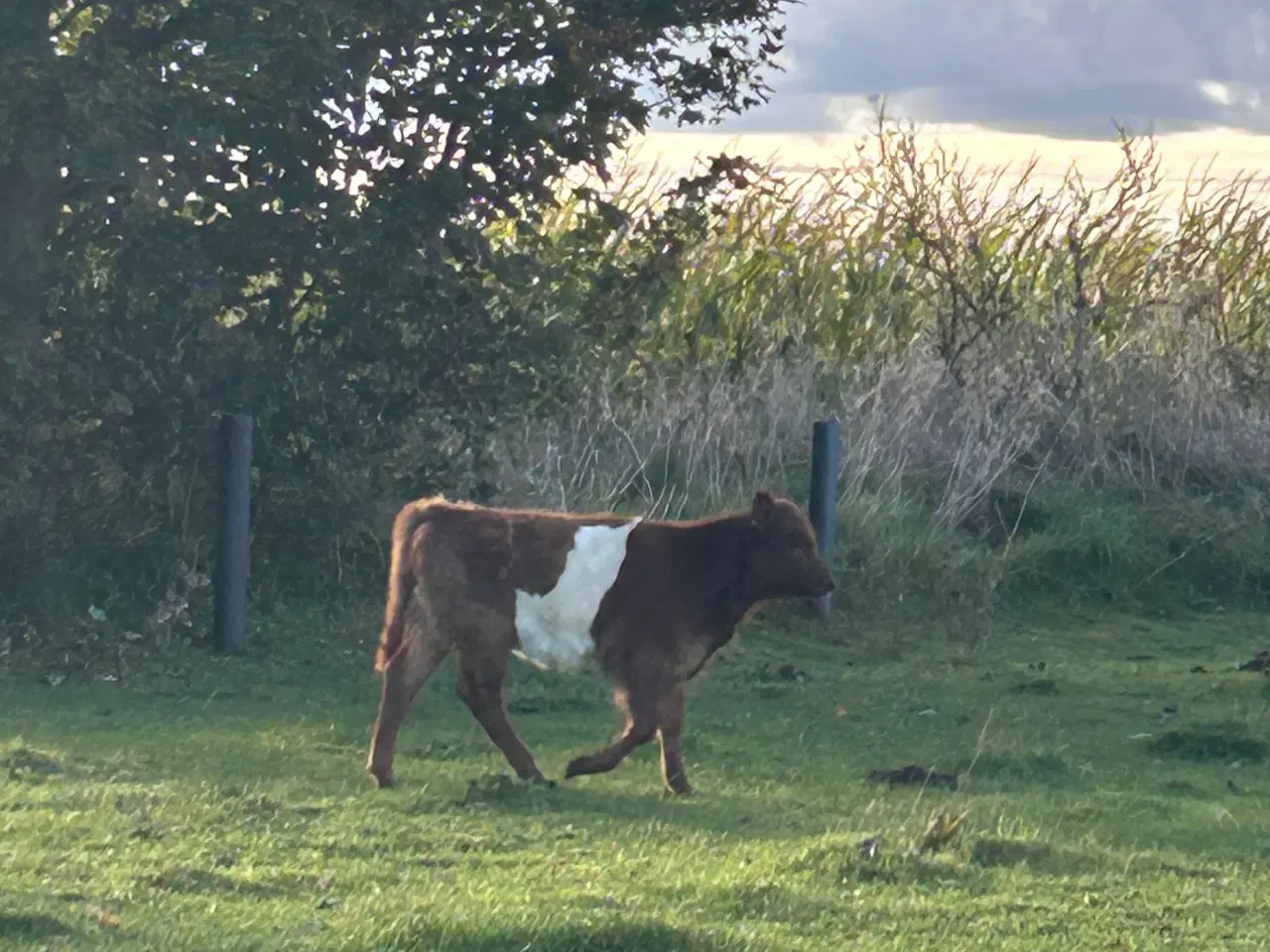 Billede 1 - Brun og hvid galloway kviekalv 