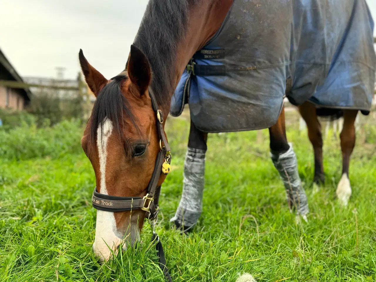 Billede 7 - Super sød & smuk 7 års vallak med massere gåpåmod 