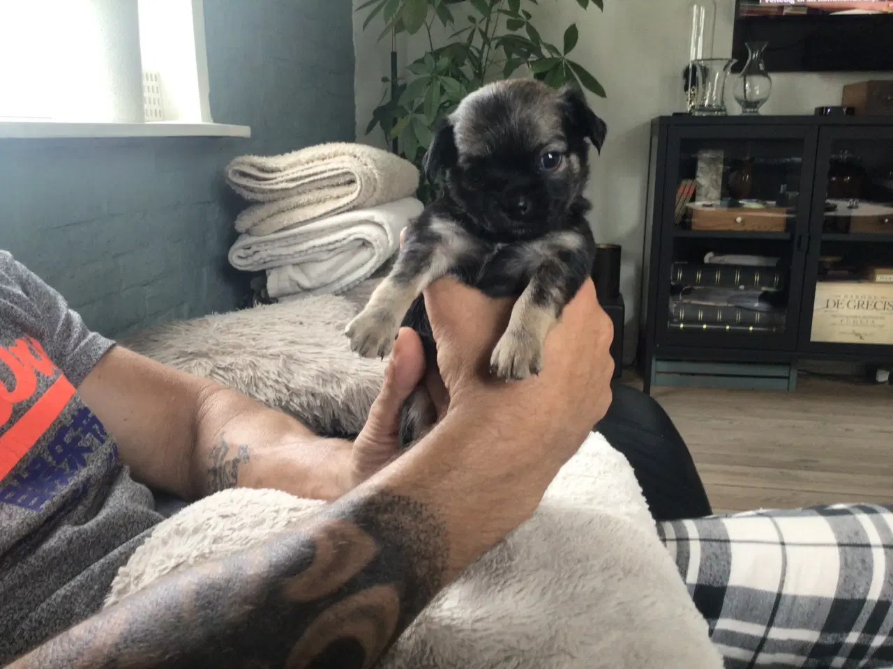 Billede 7 - Chihuahua hvalpe til salg