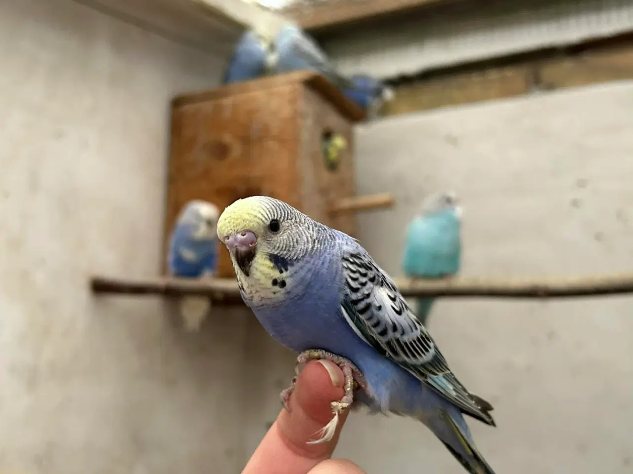 Billede 3 - Nye unger Klar 5. Maj