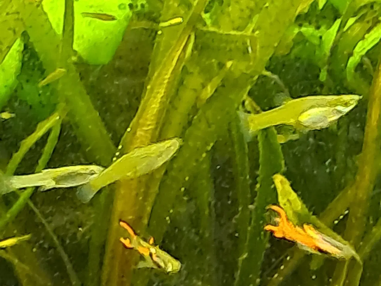 Billede 5 - endler guppy 