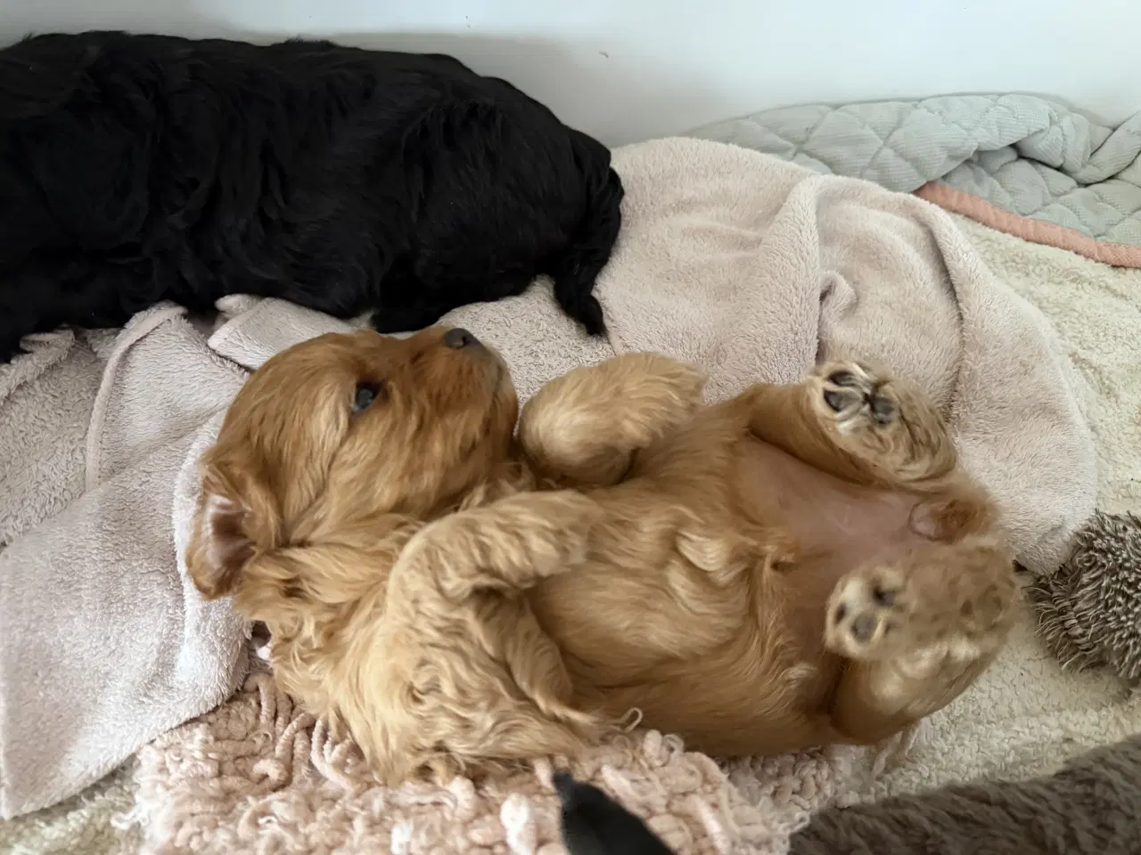 Billede 2 - Shihpoo / shih tzu blandet med puddel 