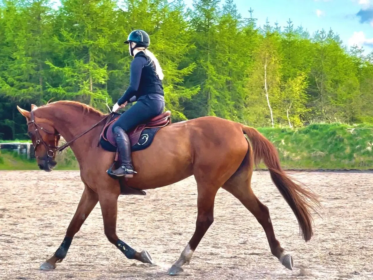 Billede 1 - Smuk DV hoppe sælges