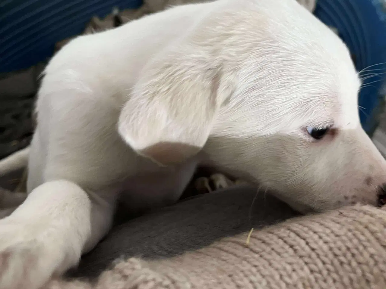 Billede 6 - Sødeste Creamy søger familie 