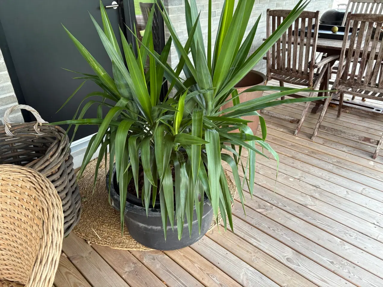 Billede 2 - Yoga palme