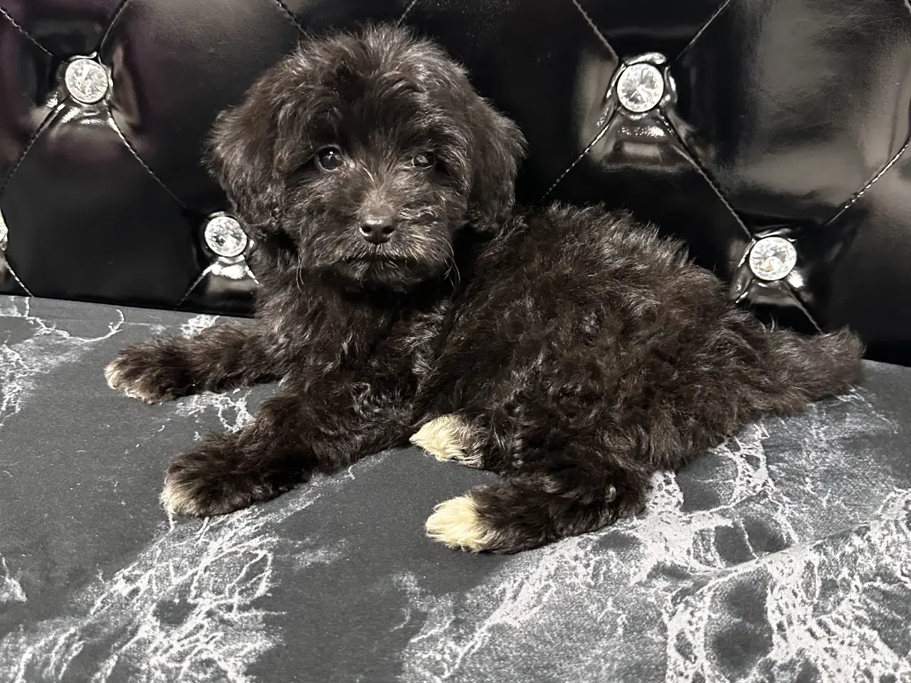 Billede 5 - Cavapoo F2B