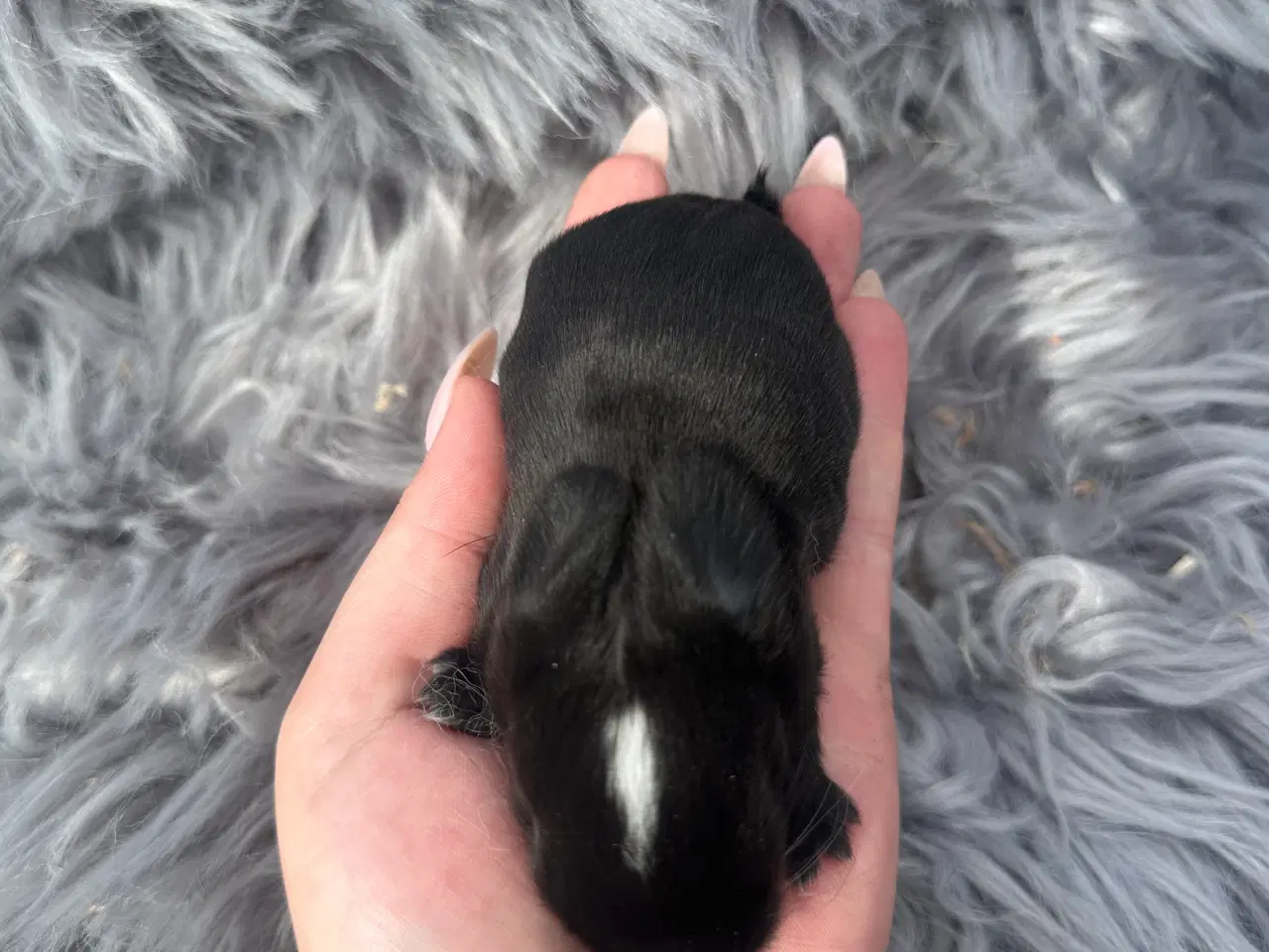 Billede 3 - Minilop dreng 