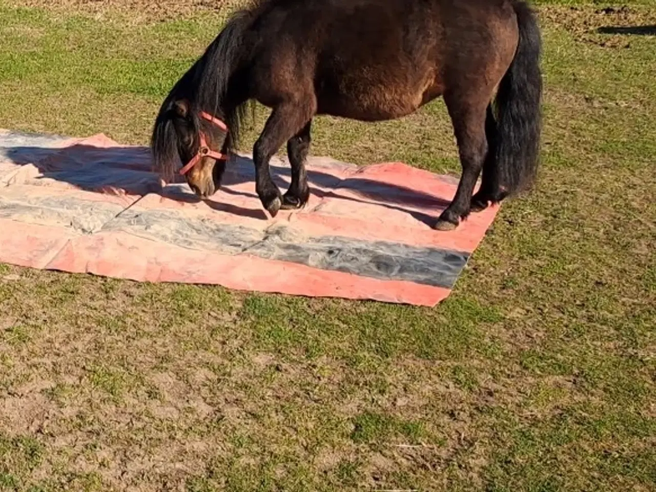 Billede 1 - verdens bedste børne pony