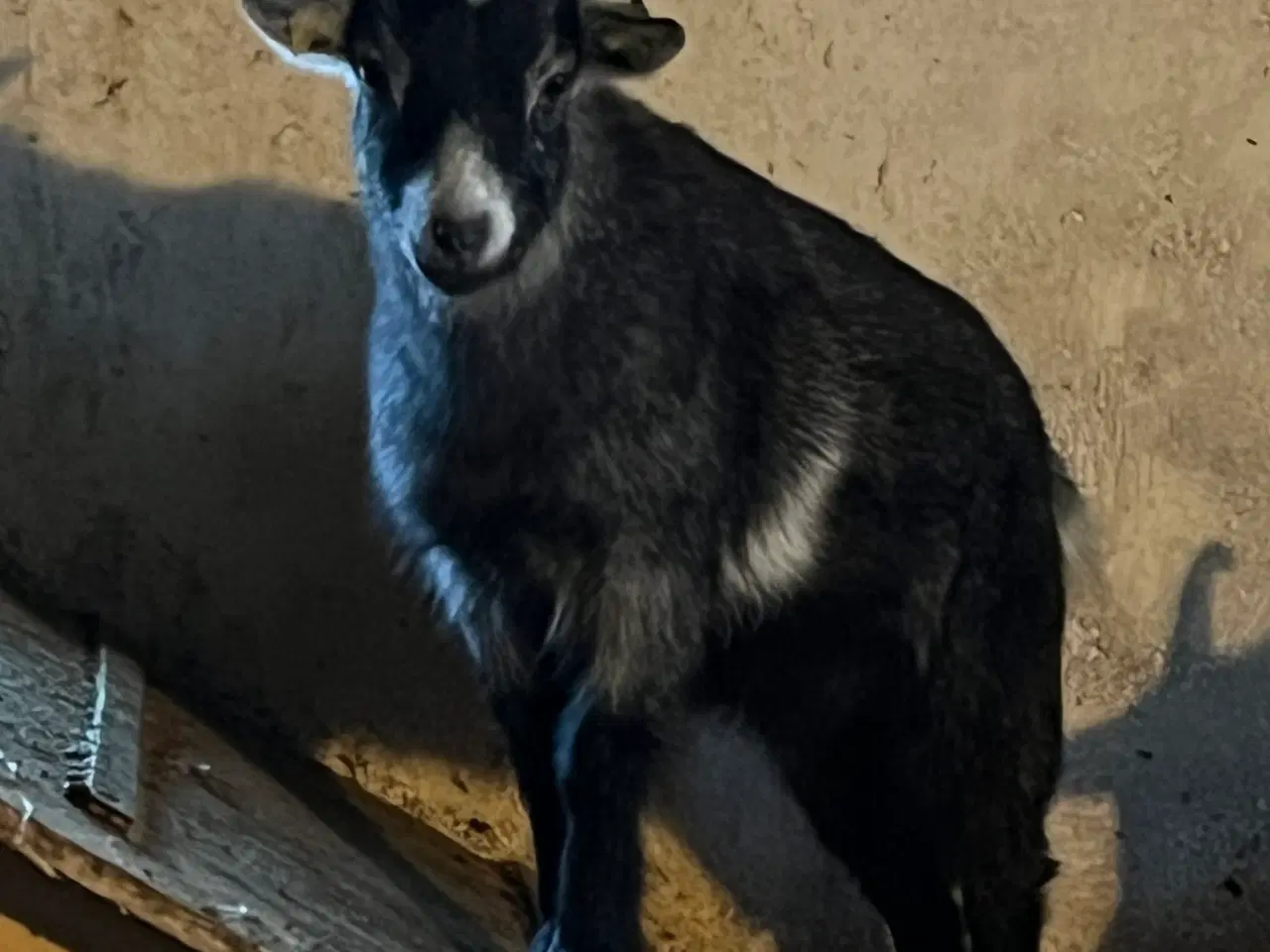 Billede 1 - Ged Kasterat