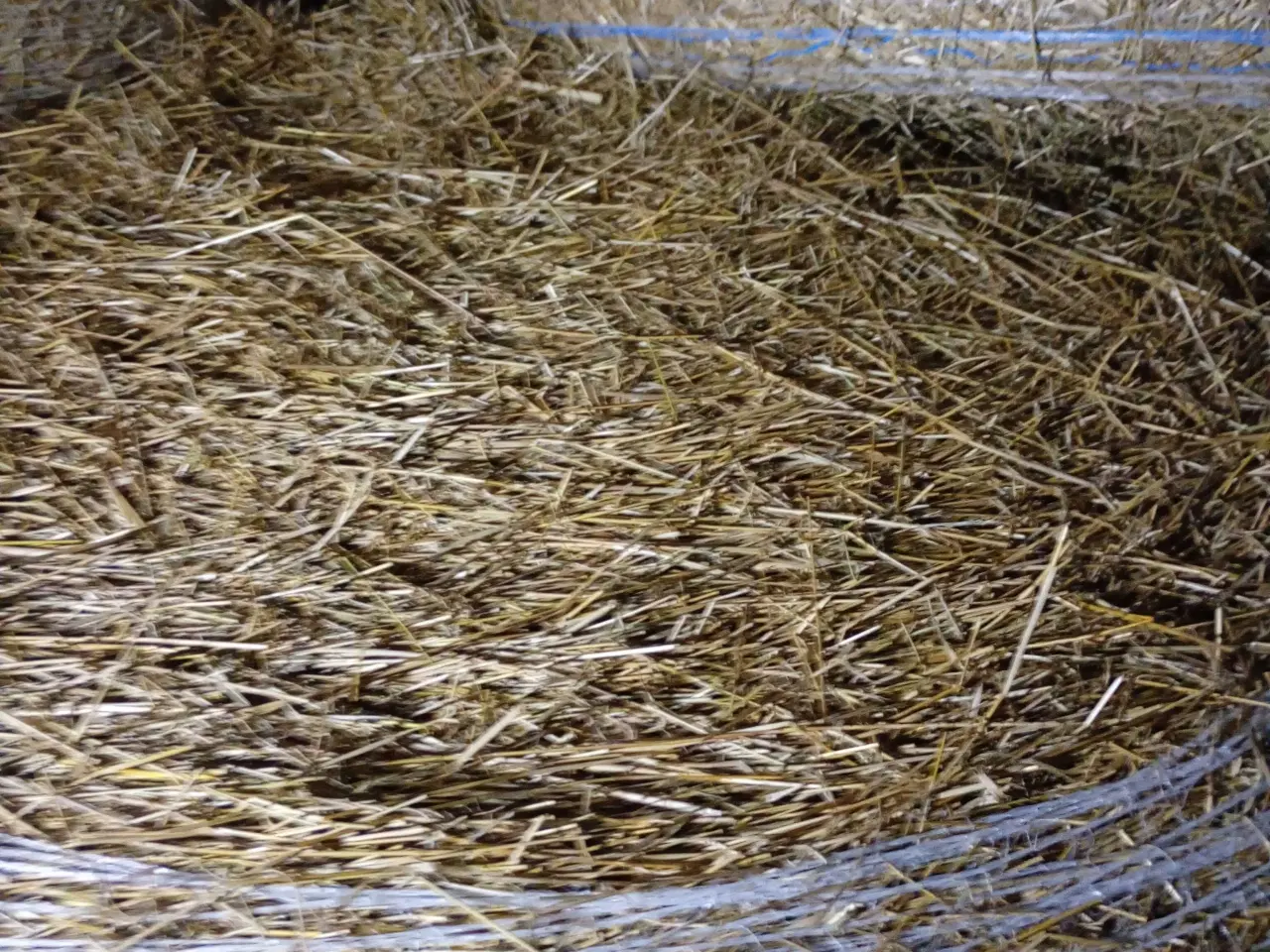 Billede 3 - Frøgræs halm