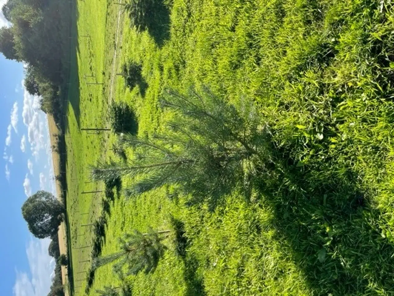 Billede 10 - Skovfyr Pinus Sylvestris højde ca. 1,20 m