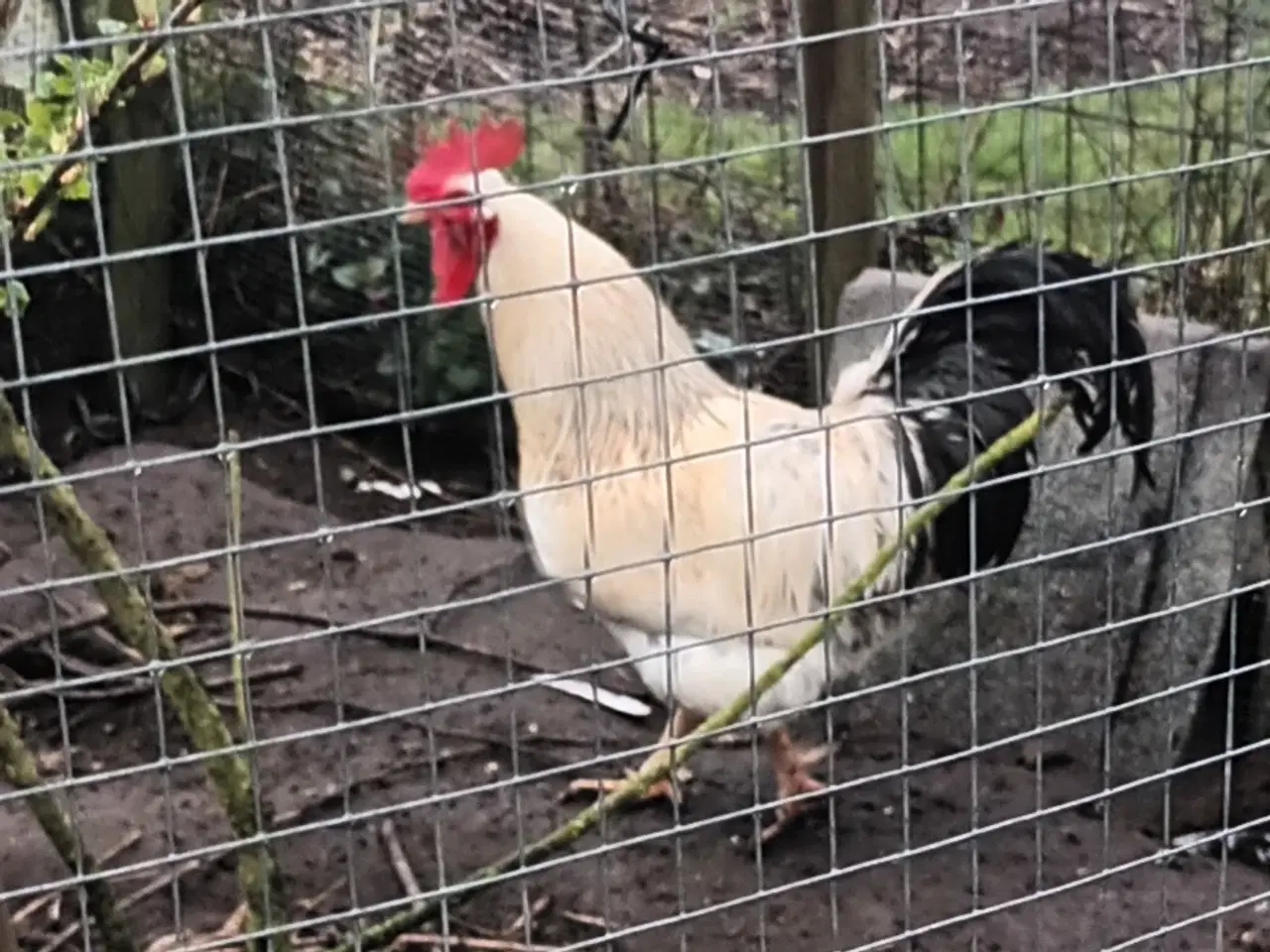 Billede 1 - Flot hane gratis