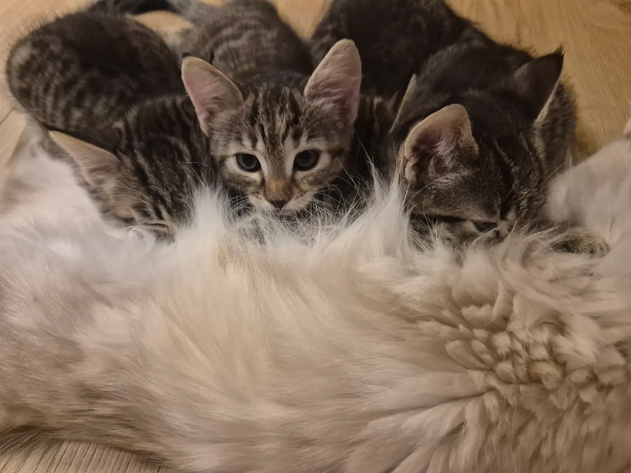 Billede 9 - Killinger - Ragdoll blanding