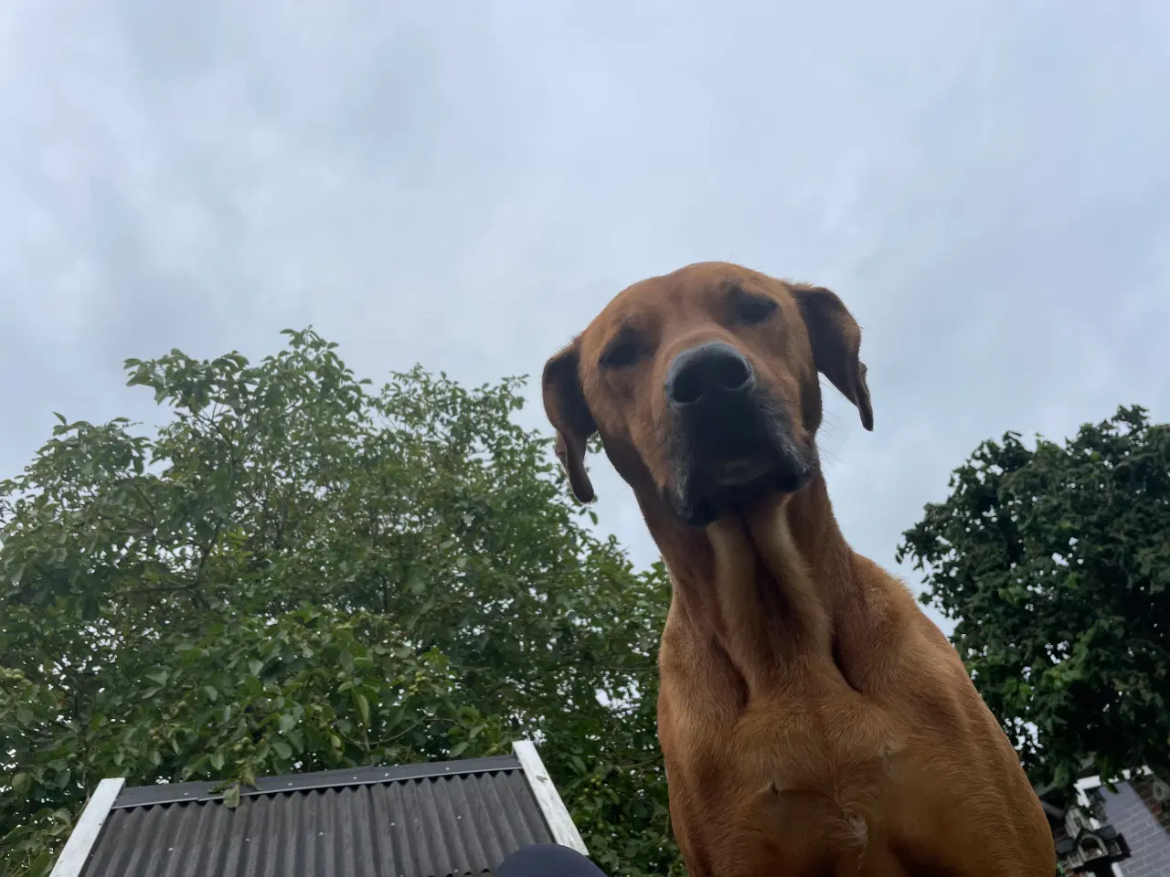 Billede 1 - Hund - Rhodesian Ridgeback