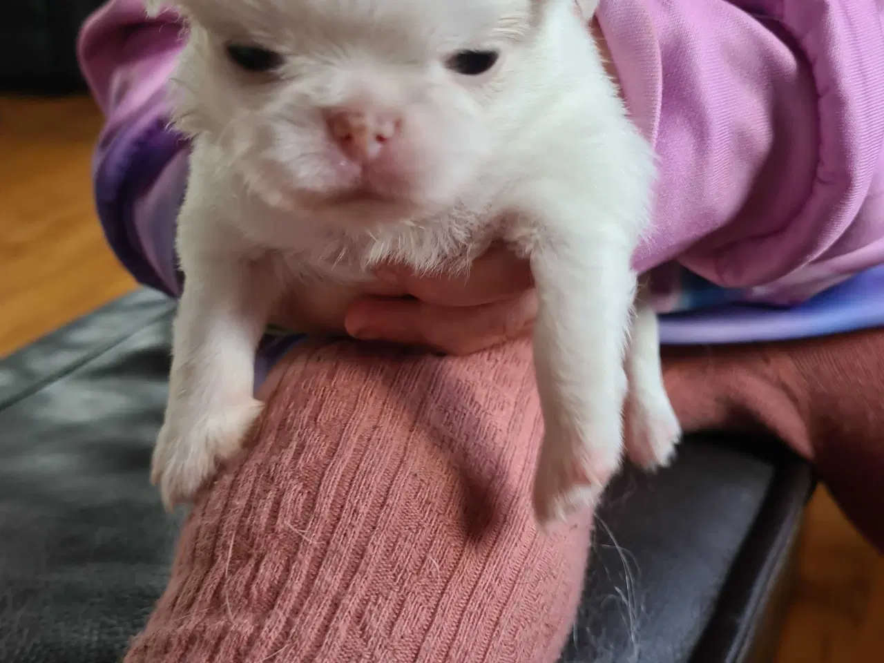 Billede 6 - Japanese chin hvalpe 