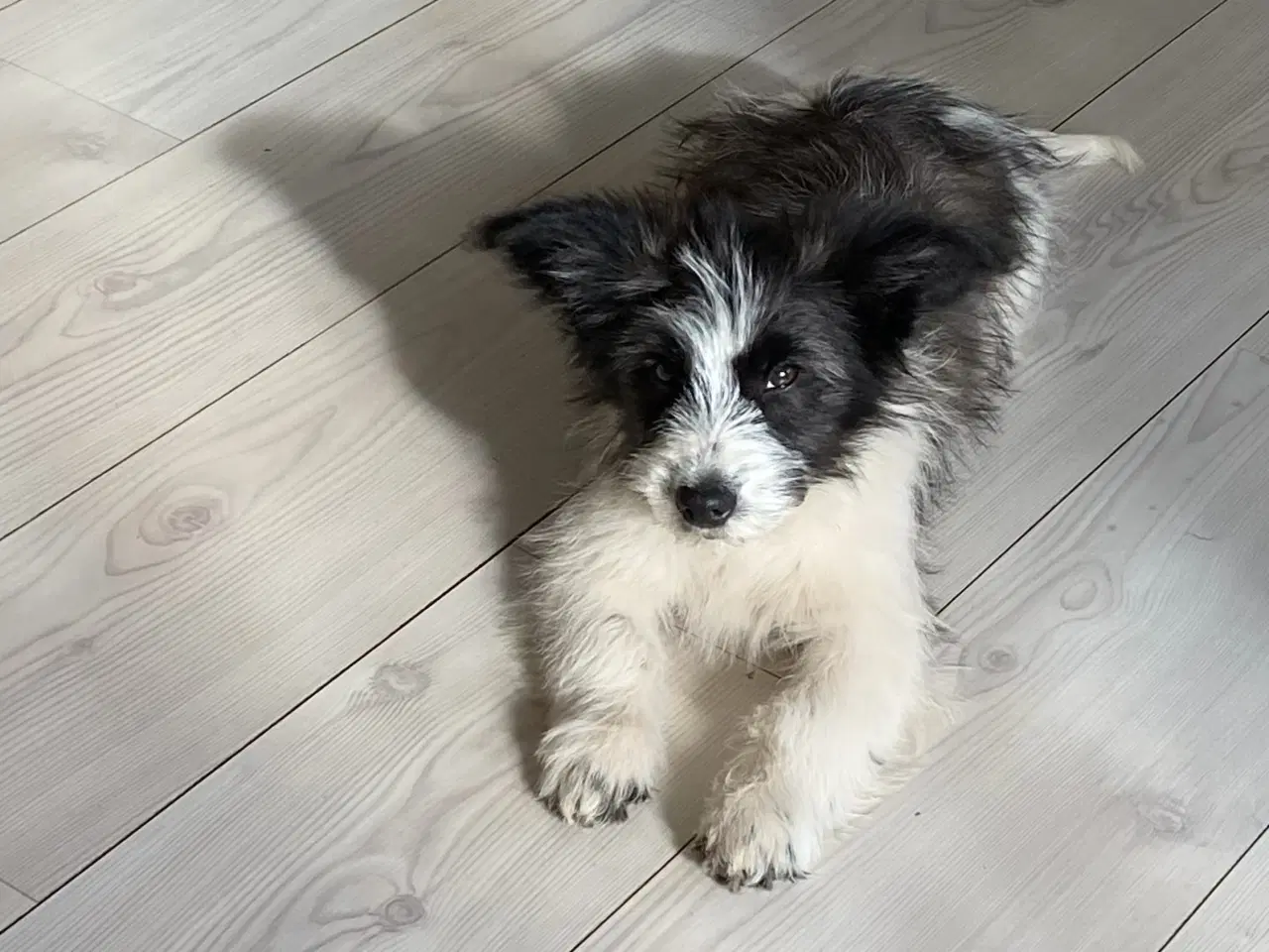 Billede 5 - Livsglad hundehvalp